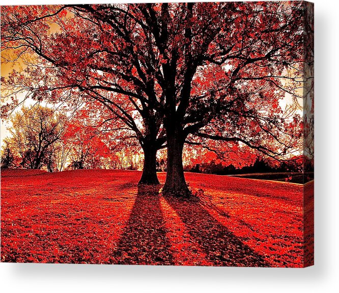 Autumn Acrylic Print featuring the photograph Red Autumn by Eugene Desaulniers