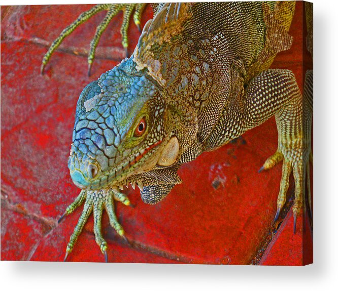 Iguana Acrylic Print featuring the photograph Red Eyed Iguana photo by Kelly Smith