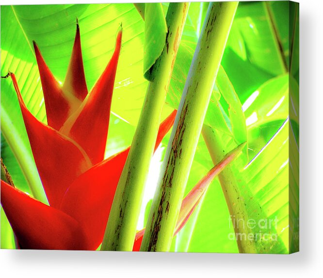  Acrylic Print featuring the photograph Red Heliconia by D Davila