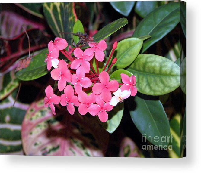 Flower Acrylic Print featuring the photograph Red Maui Ixora by Terri Mills