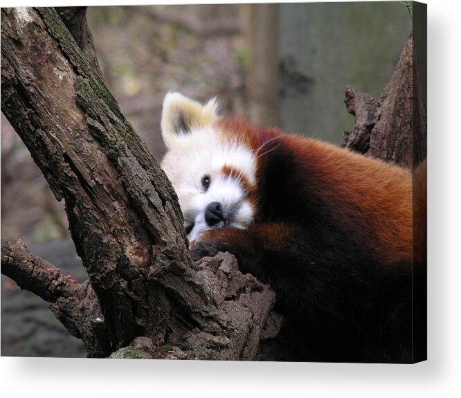 Red Acrylic Print featuring the photograph Red Panda by Diane Lesser