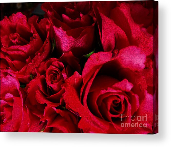 Flowers Acrylic Print featuring the photograph Red Passion by Jasna Dragun