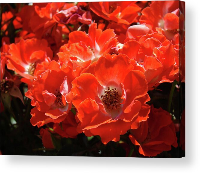 Rose Acrylic Print featuring the photograph RED ROSES Botanical Landscape 1 Red Rose Giclee Prints Baslee Troutman by Patti Baslee