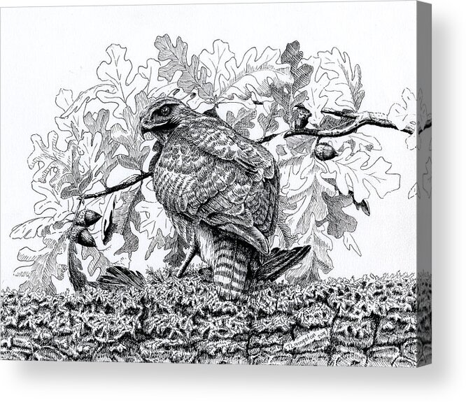 Red Tailed Hawk Acrylic Print featuring the drawing Red Tailed Huntress by Timothy Livingston