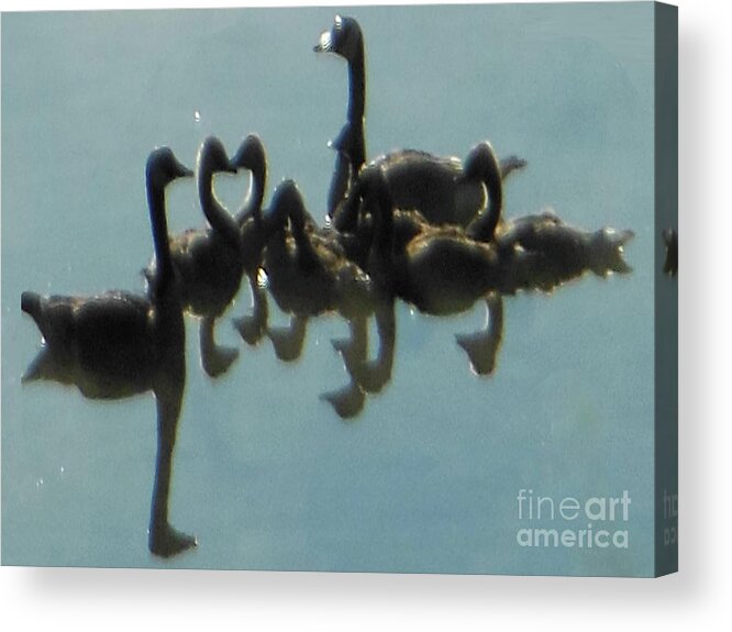 Reflection Of Geese Acrylic Print featuring the photograph Reflection of Geese by Rockin Docks Deluxephotos