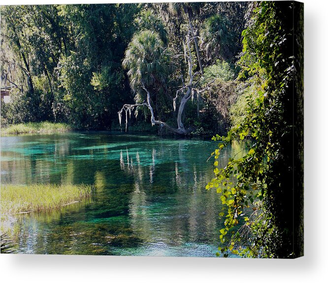 Nature Acrylic Print featuring the photograph Reflections of Rainbow Springs 2 by Judy Wanamaker