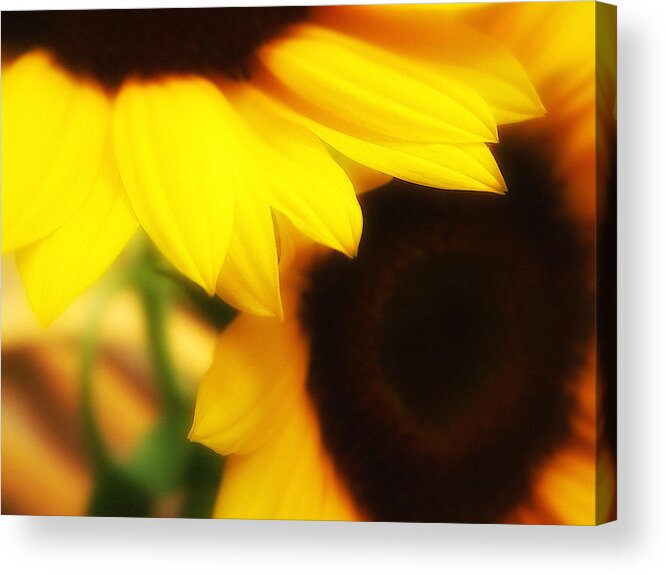 Sunflower Acrylic Print featuring the photograph Reverie Four by Julius Reque