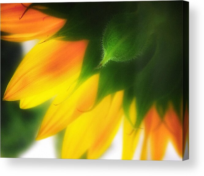 Sunflower Acrylic Print featuring the photograph Reverie One by Julius Reque
