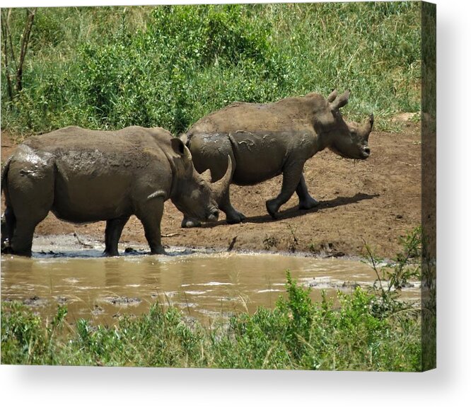 Rhinos Acrylic Print featuring the photograph Rhinos by Vijay Sharon Govender