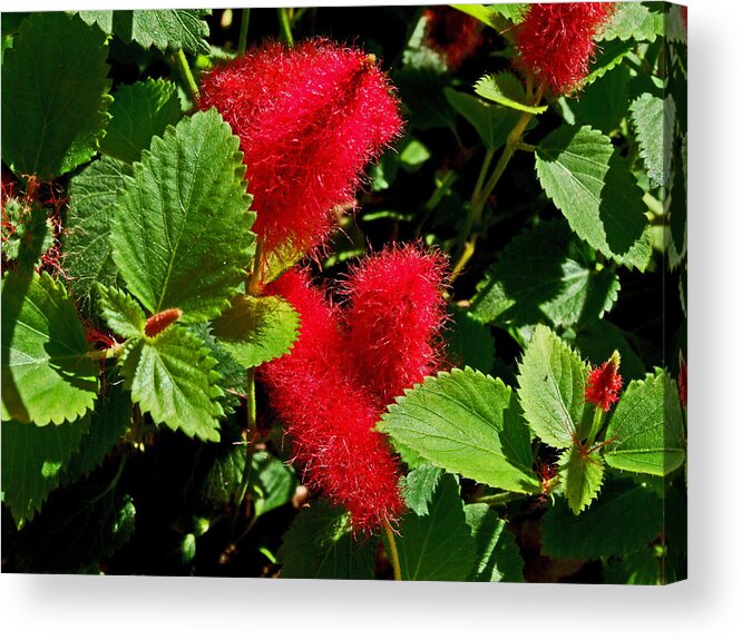 Bottle Brush Acrylic Print featuring the photograph Robust Red by Michiale Schneider