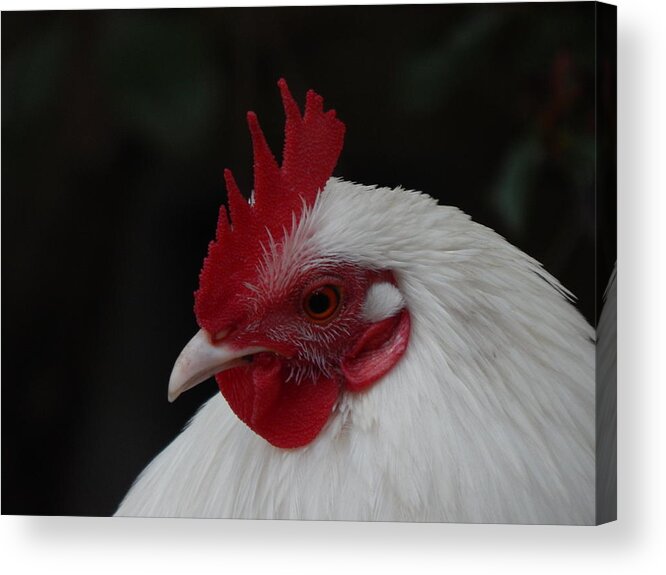 Rooster Acrylic Print featuring the photograph Rooster In White by Jan Gelders