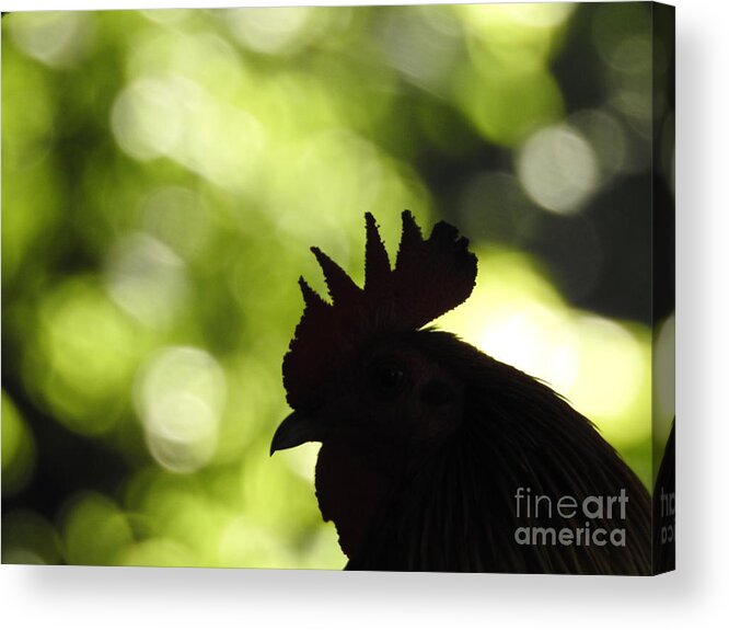 Rooster Acrylic Print featuring the photograph Rooster Silhouette by Jan Gelders