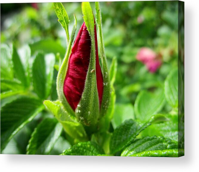 Rosehip Acrylic Print featuring the photograph Rose bud by Rosita Larsson
