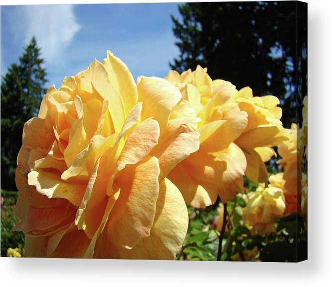 Rose Acrylic Print featuring the photograph Rose Garden Yellow Peach Orange Roses Flowers 3 Botanical Art Baslee Troutman by Patti Baslee