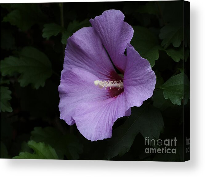 Flower Acrylic Print featuring the photograph Rose of Sharon - Hibiscus syriacus by Ann Horn
