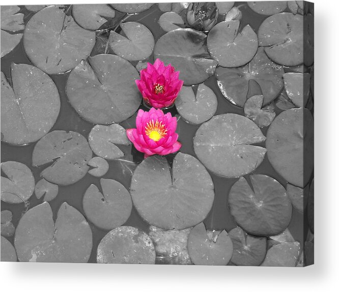 Fuchsia Water Lily Acrylic Print featuring the photograph Rose of the Water by Colleen Cornelius