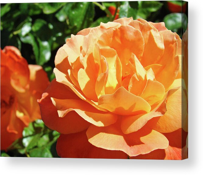 Rose Acrylic Print featuring the photograph ROSES Art Prints Orange Rose Flower 11 Giclee Prints Baslee Troutman by Patti Baslee