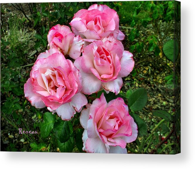 Roses Acrylic Print featuring the photograph Roses With Ruffles by A L Sadie Reneau