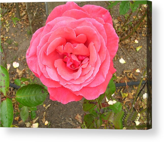 Rose Acrylic Print featuring the photograph Rosy Rose by Carolyn Donnell