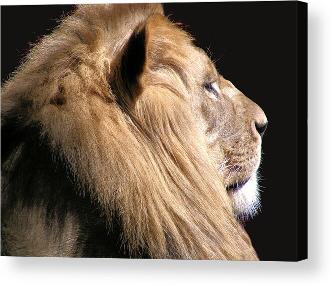 Lion Acrylic Print featuring the photograph Royalty by Scott Hovind