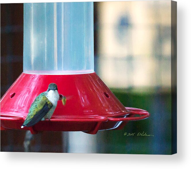 Heron Heaven Acrylic Print featuring the photograph Ruby-throated Hummingbird At Feeder by Ed Peterson