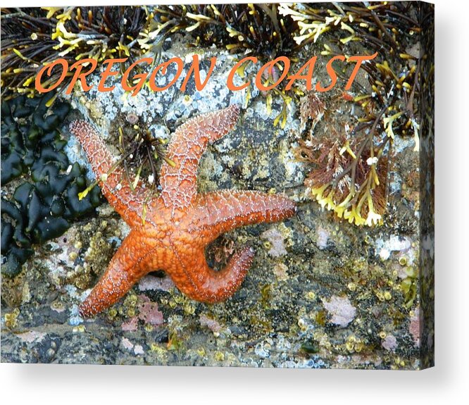 Starfish Acrylic Print featuring the photograph Running Starfish by Gallery Of Hope 