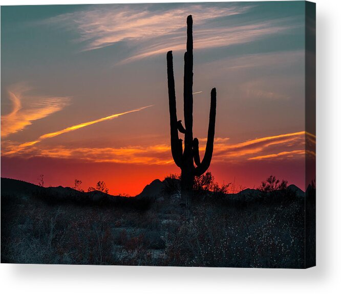 Pennysprints Acrylic Print featuring the photograph Sagauro Sunset by Penny Lisowski