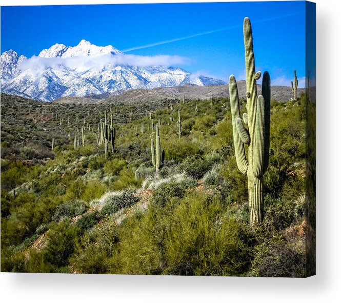 Arizona Acrylic Print featuring the photograph Saguaro Cactus in Arizona by Gregory Daley MPSA