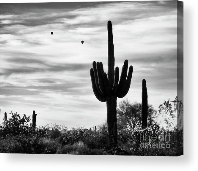 Saguaro Cactus Acrylic Print featuring the photograph Saguaro Cactus with Hot Air Balloons by Tamara Becker