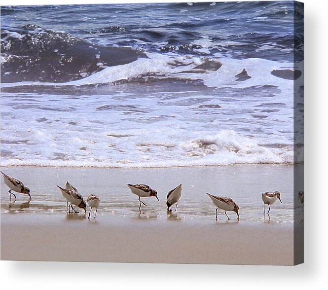 Beach Acrylic Print featuring the photograph Sand Dancers by Steven Sparks