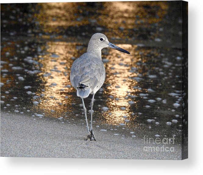 Sandpiper Acrylic Print featuring the photograph Sunrise Sandpiper by Beth Myer Photography