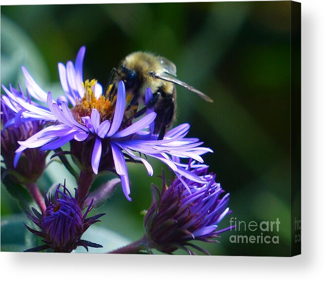 Honeybee Acrylic Print featuring the photograph Save The Bees by Rosanne Licciardi
