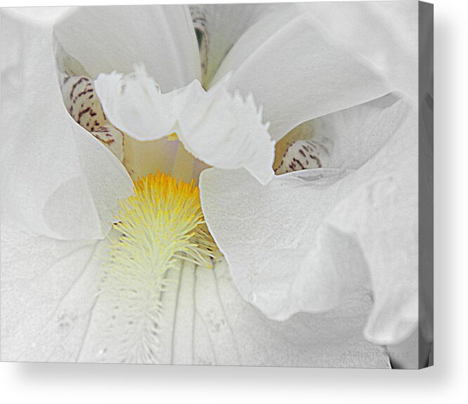 Iris Acrylic Print featuring the photograph Say Ahhh Iris Series 11 by Kathy Barney