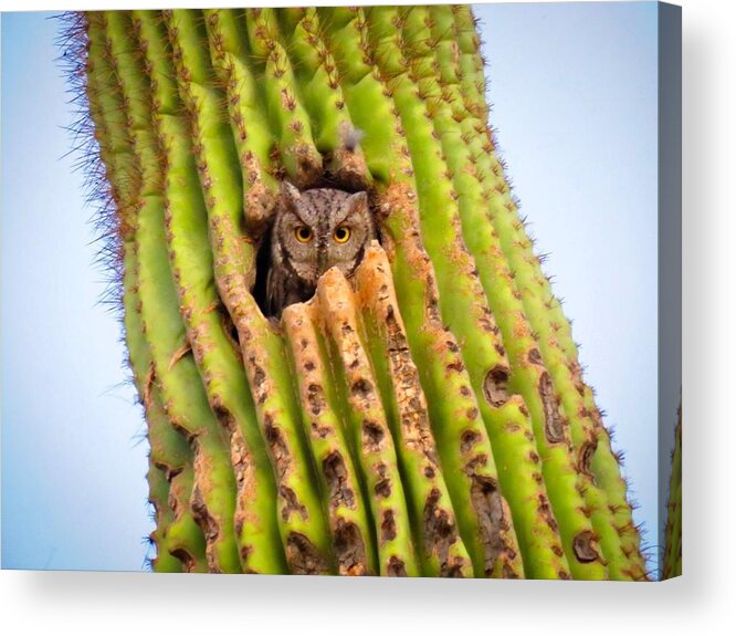 Animals Acrylic Print featuring the photograph Screech Owl in Saguaro by Judy Kennedy