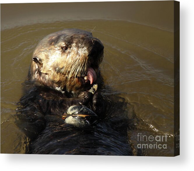 California Acrylic Print featuring the photograph Sea Otter Eating With Tongue by Max Allen