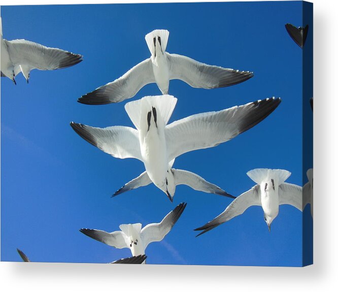 Seagulls Acrylic Print featuring the photograph Seagulls #4 by Bonita Barlow
