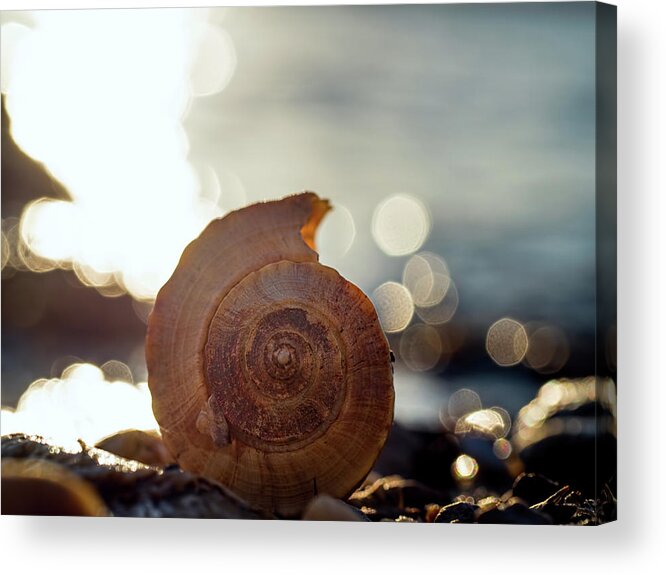 Seashell Acrylic Print featuring the photograph Seashell Bokeh by Brad Boland