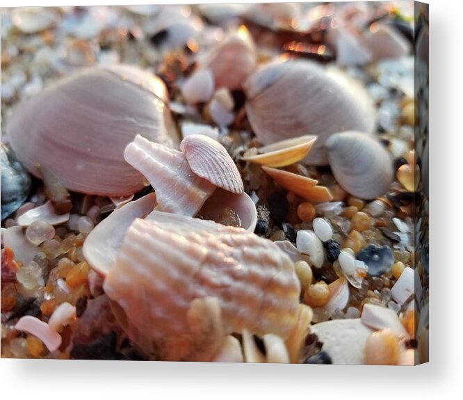 Seashells Acrylic Print featuring the photograph Seashells and Pebbles by Robert Banach