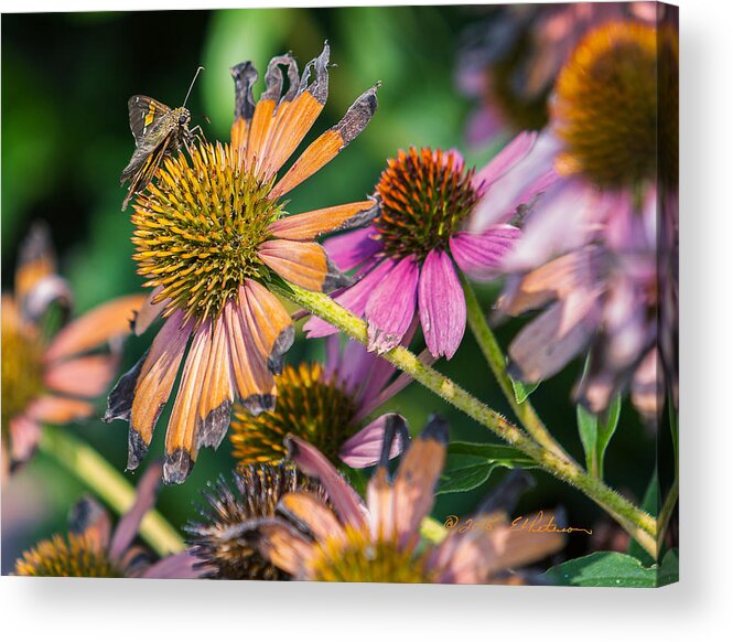Flowers Acrylic Print featuring the photograph Season Ending by Ed Peterson