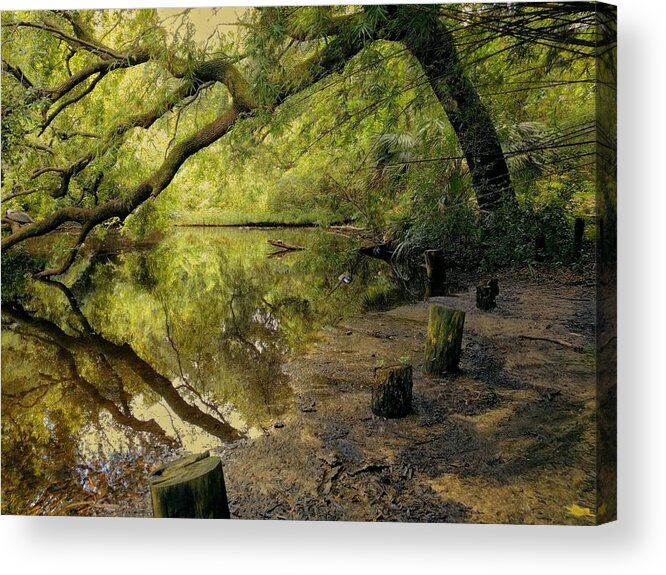 Swamp Acrylic Print featuring the photograph Secluded Sanctuary by Sherry Kuhlkin
