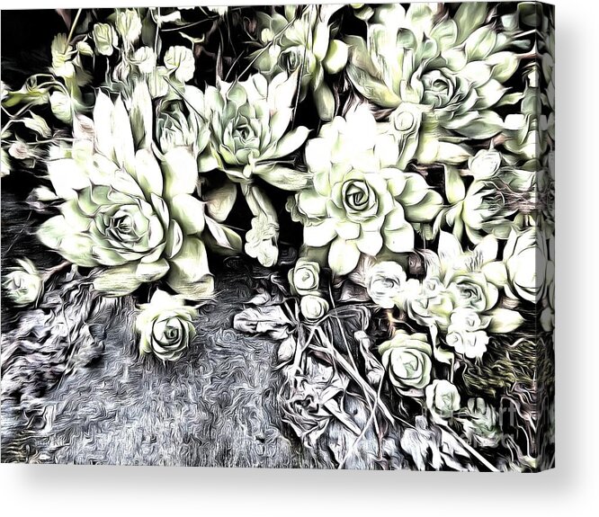 Succulent Acrylic Print featuring the photograph Sempervivum - Ebony and Ivory by Janine Riley