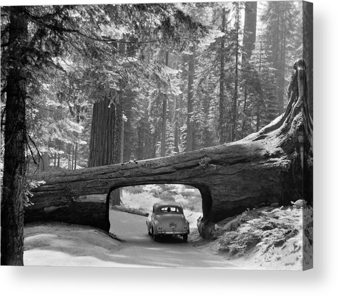 1957 Acrylic Print featuring the photograph Sequoia National Park by Granger
