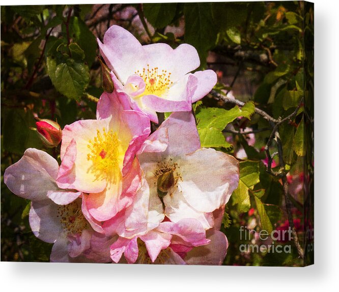 Rose Acrylic Print featuring the photograph Shakespeares Summer Roses by Brenda Kean