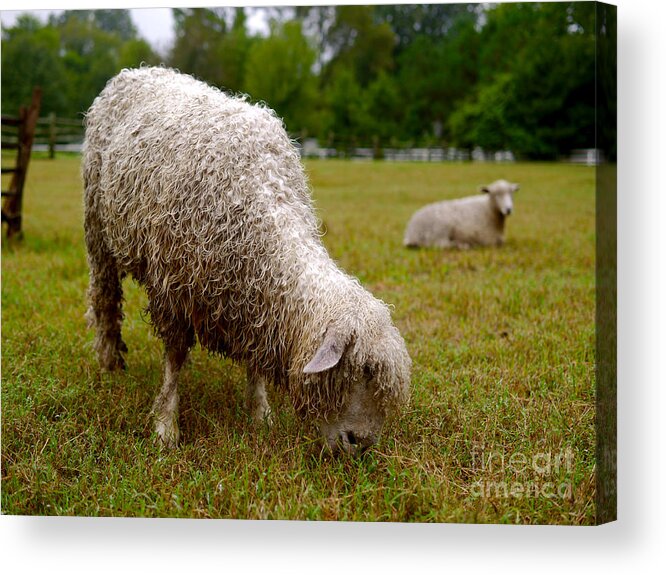 Sheep Acrylic Print featuring the photograph Sheep Begin a New Day by Lara Morrison