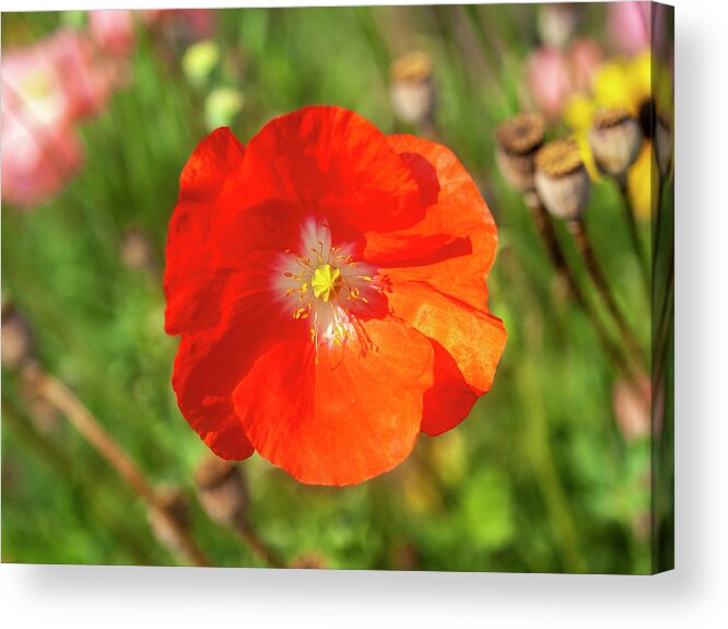 Shirley Poppy Acrylic Print featuring the photograph Shirley Poppy 2018-10 by Thomas Young