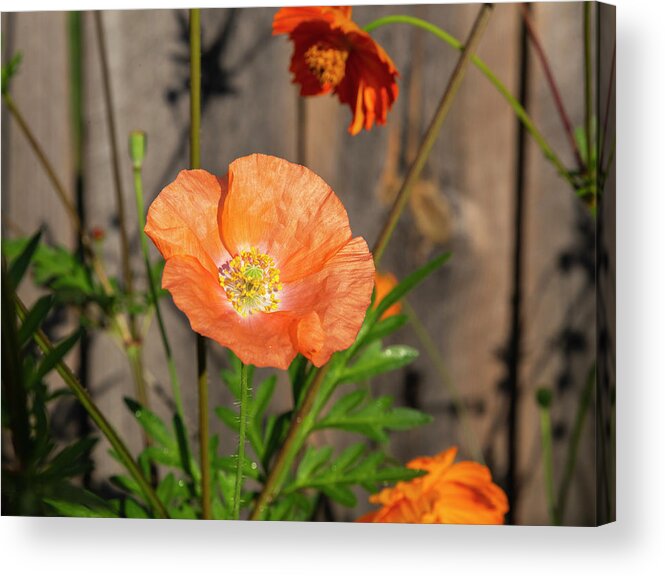 Shirley Poppy Acrylic Print featuring the photograph Shirley Poppy 2018-12 by Thomas Young