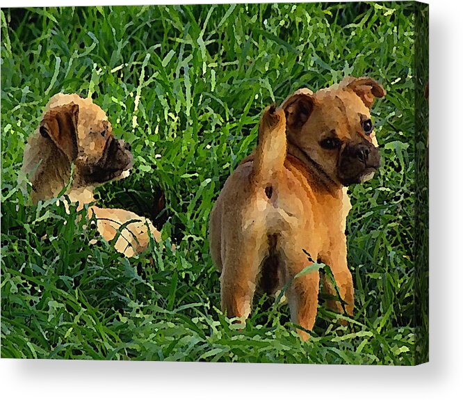 Dogs Acrylic Print featuring the mixed media Showing Her Mutt. by Shelli Fitzpatrick