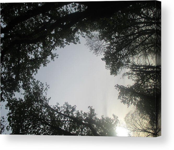 Branches Trees Acrylic Print featuring the photograph Shy Sun Rays by Anamarija Marinovic