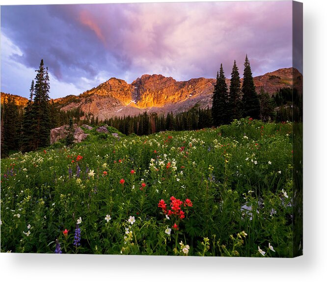 Albion Basin Acrylic Print featuring the photograph Silent Stirrings by Emily Dickey