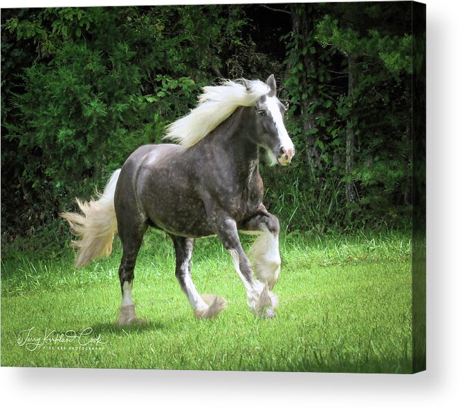 Horse Acrylic Print featuring the photograph SIlver Reign Just Dazzling by Terry Kirkland Cook